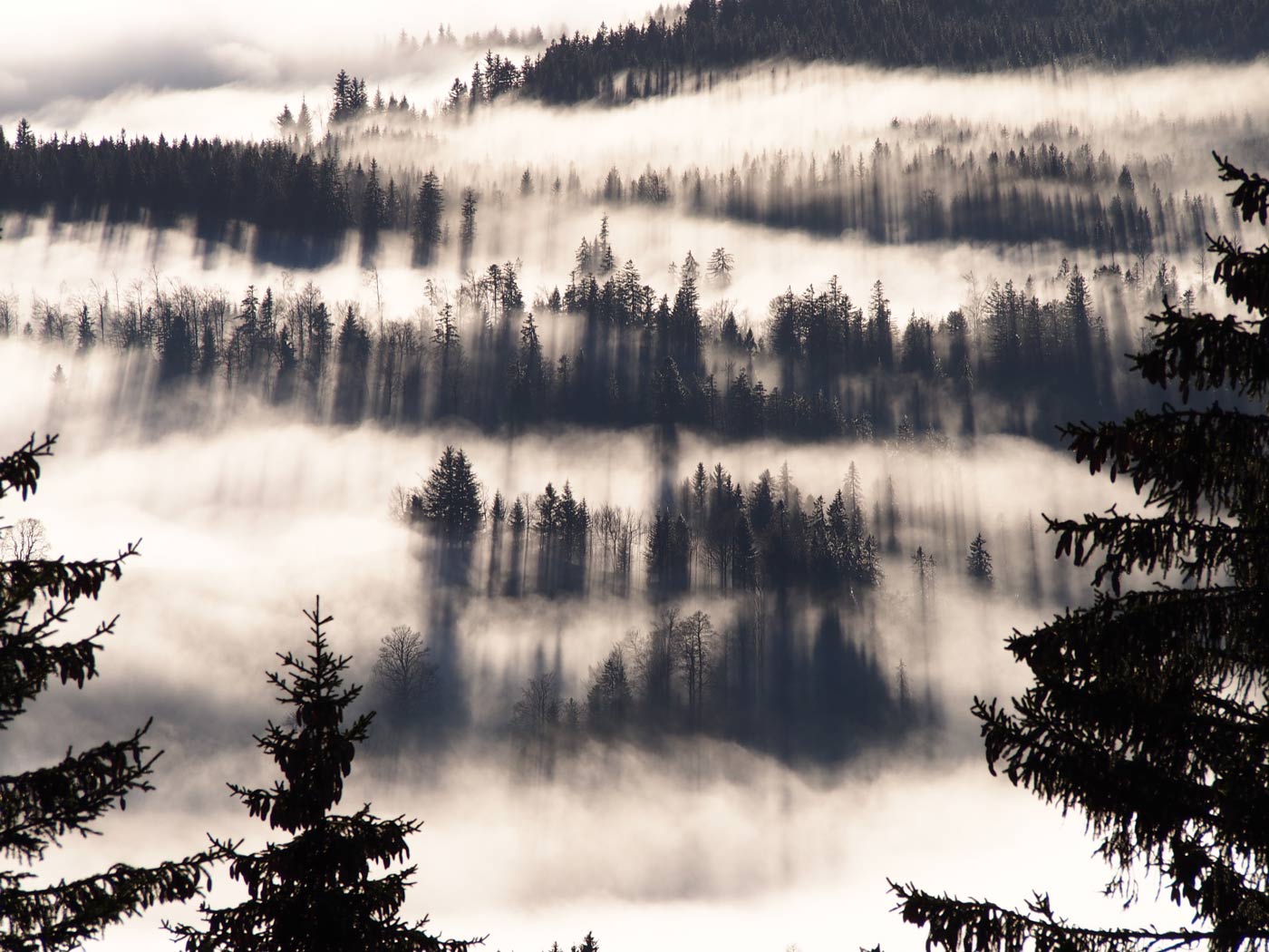 Die Nebelgrenze liegt genau auf der Höhe der Ibergeregg. Das einfallende Licht erzeugt eine magische Wirkung.
